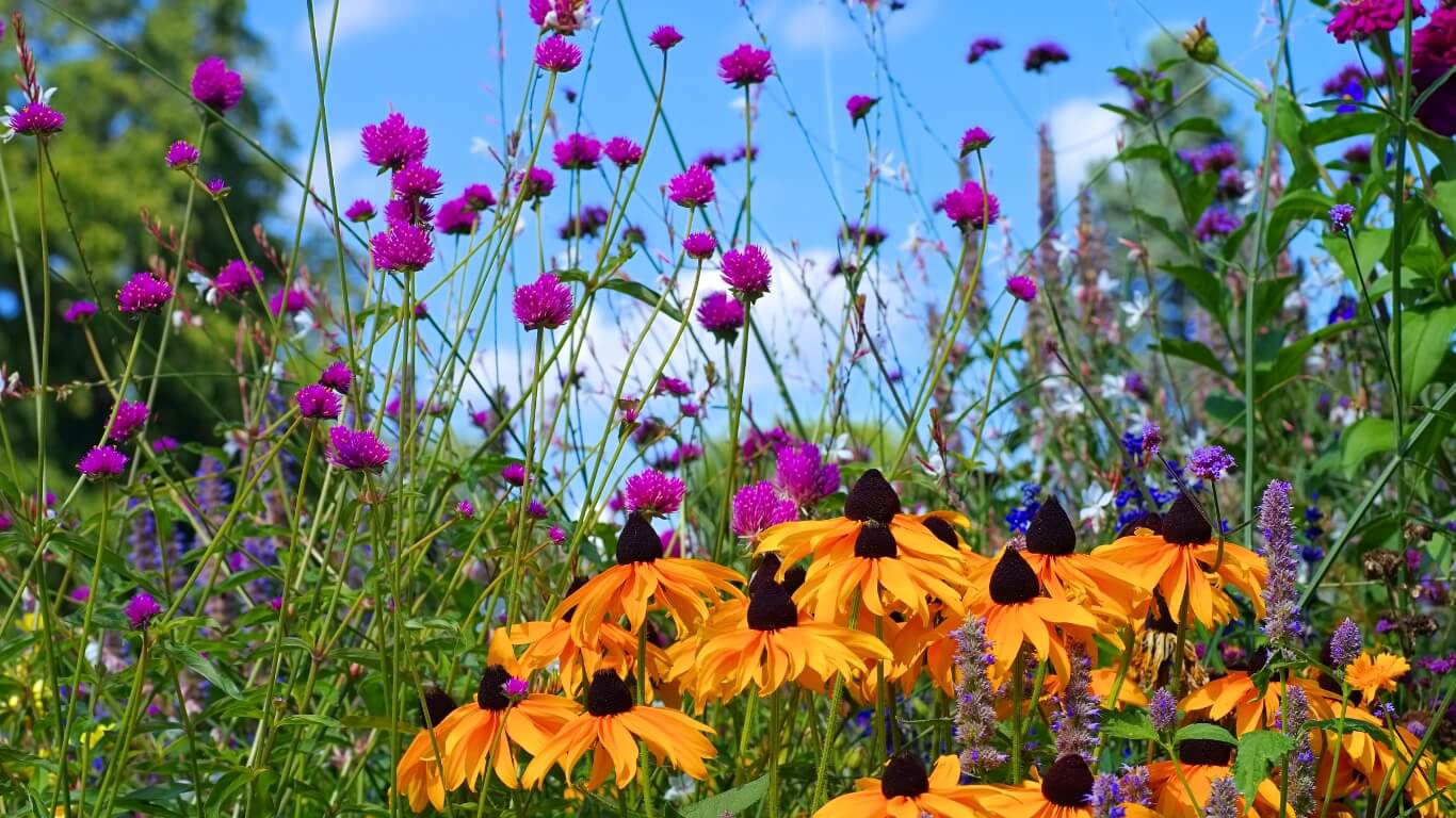 Flowers