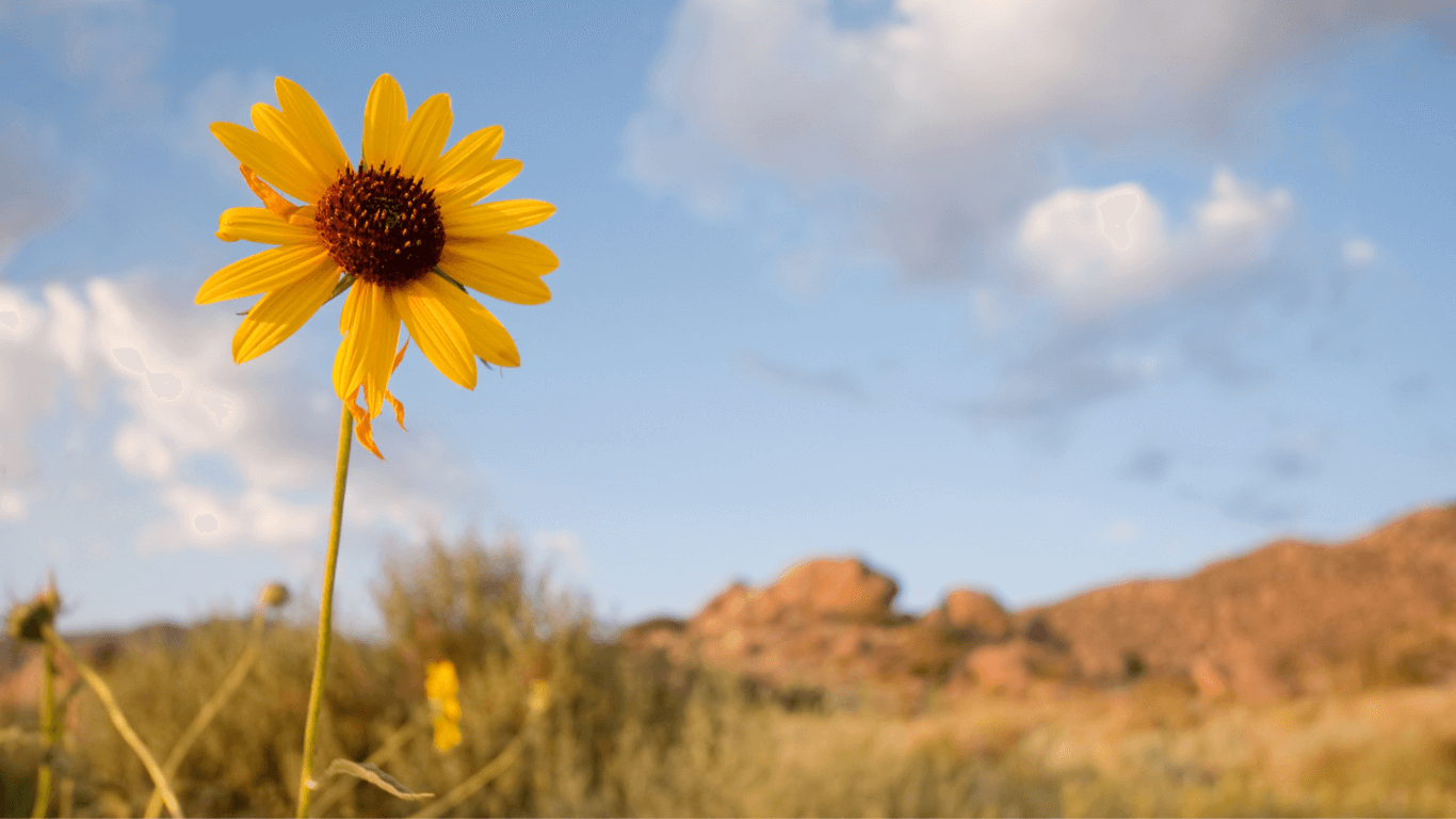 Sunflower in field